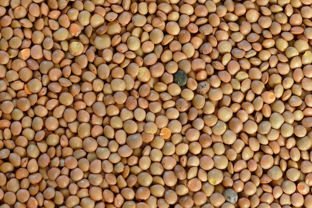 Bonduelle Lentilles Cuites à la Vapeur 310g : Une Valeur Sûre pour les Professionnels 1