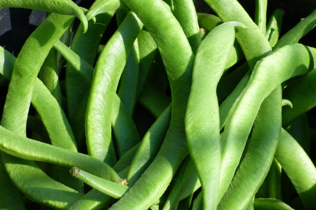 Bonduelle pousse de haricots mungo 400g : des légumes secs de qualité pour vos besoins professionnels 1