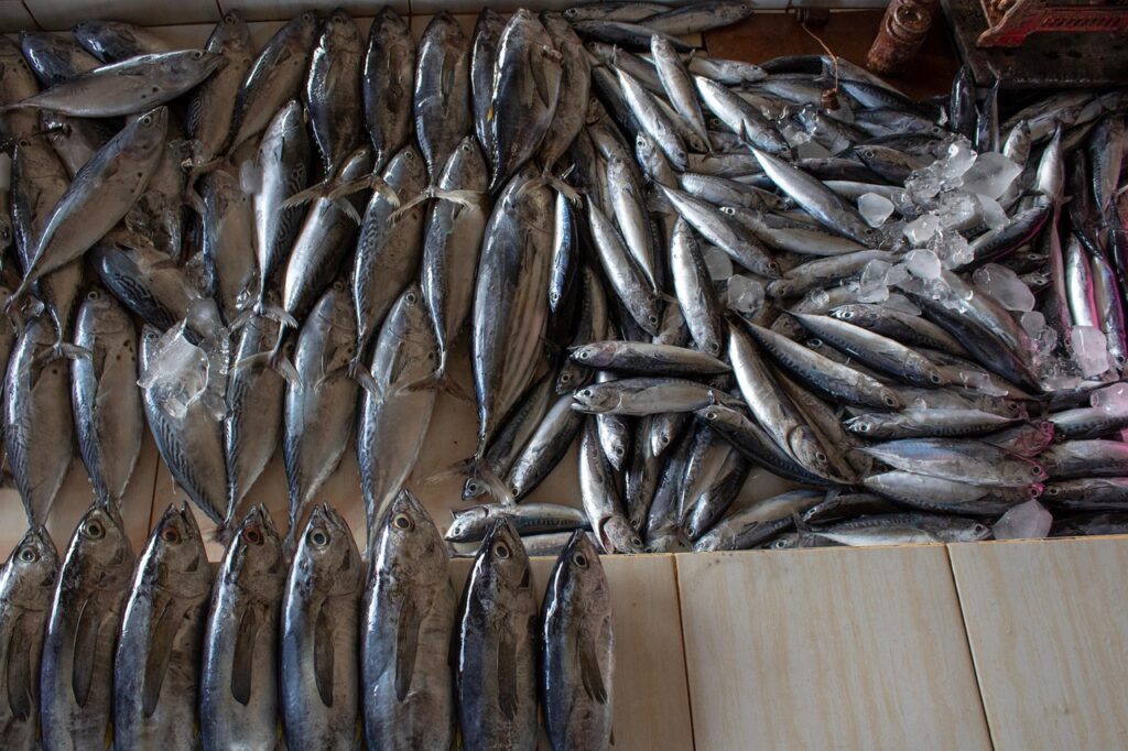 Petit navire - filets de maquereaux à la moutarde à l'ancienne 1